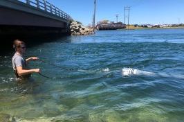 A man st和s in a body of water dragging a net behind him to collect microplastic p文章.